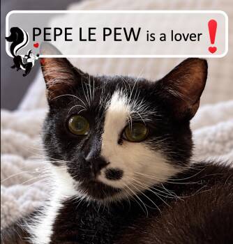 Pepe Le Pew -  Domestic Short Hair Cat for Adoption in Cincinnati, Ohio - Pepe Le Pew | PetCurious