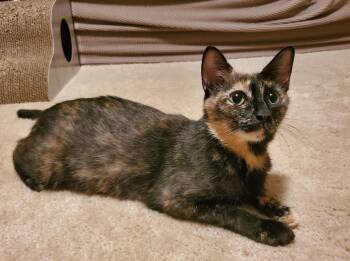Delilah -  Domestic Short Hair Cat for Adoption in Medfield, Massachusetts - Delilah | PetCurious