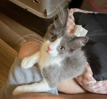 Festivo -  Tuxedo and Domestic Medium Hair Cat for Adoption in Lombard, Illinois - Festivo | PetCurious