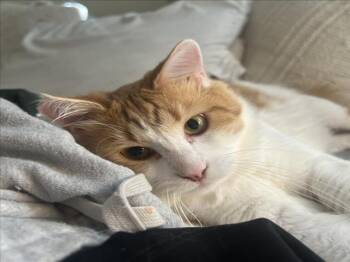 Domestic Long Hair Cats Available for Adoption - JUICE | PetCurious