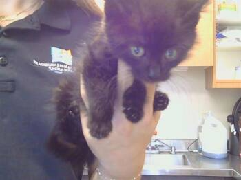 Domestic Short Hair Cats Available for Adoption in Sacramento, California - BACCARAT | PetCurious