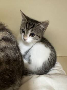 Mina -  Domestic Short Hair Cat for Adoption in Bloomington, Indiana - Mina | PetCurious