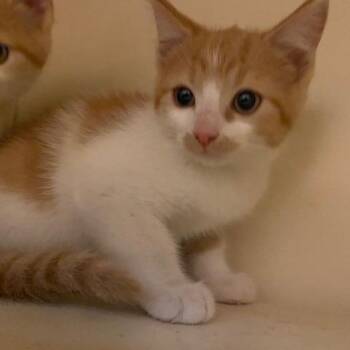 Ducky -  Domestic Short Hair Cat for Adoption in Dayton, Ohio - Ducky | PetCurious