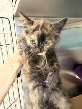 Mystique -  Domestic Long Hair and Domestic Short Hair Cat for Adoption in Westland, Michigan - Mystique | PetCurious