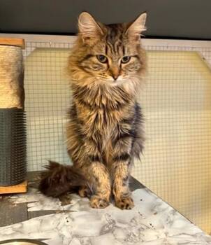 Domestic Long Hair Cats Available for Adoption in Calgary, Alberta - Fauna | PetCurious