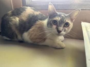 Domestic Short Hair Cats Available for Adoption in Roseville, California - Daisy May | PetCurious