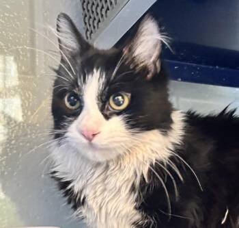 Emmie -  Domestic Medium Hair Cat Available for Adoption in Golden, Colorado - Emmie | PetCurious