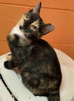 Rescue Calico Cats for Adoption in Philippi, West Virginia - Waffles | PetCurious
