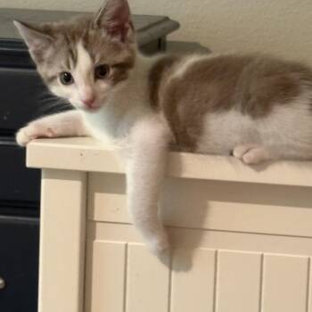 Queso -  Tabby Cat for Adoption in Woodinville, Washington - Queso | PetCurious