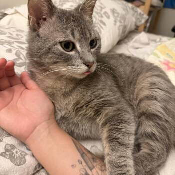 Robbie -  Domestic Short Hair Cat Available for Adoption in New Berlin, Wisconsin - Robbie | PetCurious