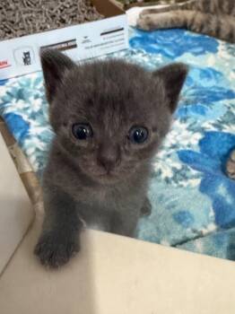 Glitter -  Domestic Short Hair Cat for Adoption - Glitter | PetCurious