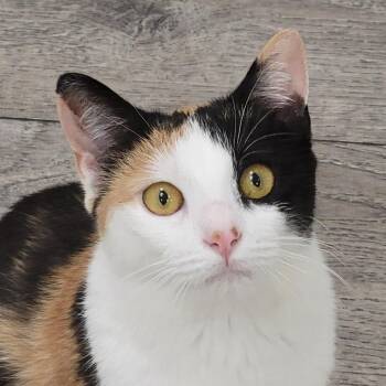 Domestic Short Hair Cats Available for Adoption - Aura | PetCurious