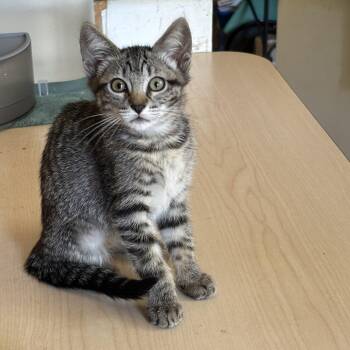 Becca M. -  Tabby Cat for Adoption in Sacramento, California - Becca M. | PetCurious