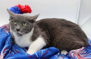 Sassafrass III -  Domestic Short Hair Cat for Adoption in Muskegon, Michigan - Sassafrass III | PetCurious