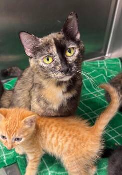 Harley Quinn -  Domestic Short Hair Cat for Adoption in Danielsville, Georgia - Harley Quinn | PetCurious