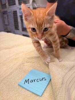 Marcus -  Domestic Short Hair Cat Available for Adoption in Vancouver, Washington - Marcus | PetCurious