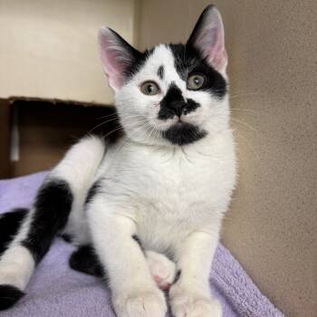 Rescue Domestic Short Hair Cats for Adoption in Port Richey, Florida - Houdini | PetCurious