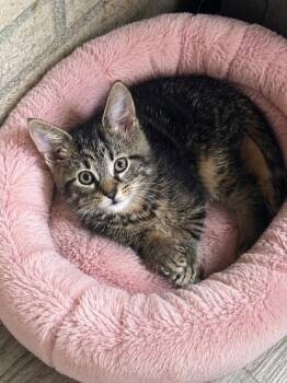 Domestic Short Hair Cats Available for Adoption in Jefferson Hills, Pennsylvania - Trashlie | PetCurious