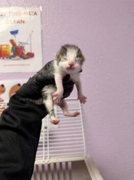 61324030 -  Domestic Short Hair Cat for Adoption in El Paso, Texas - 61324030 | PetCurious