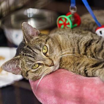 Rescue Tabby Cats for Adoption in Marble Falls, Texas - Gretchen | PetCurious