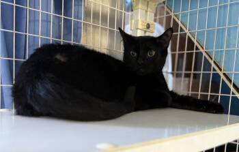 Rescue Domestic Short Hair Cats for Adoption in Claremont, New Hampshire - Zinnia | PetCurious