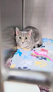 Domestic Short Hair Cats Available for Adoption - Angela | PetCurious