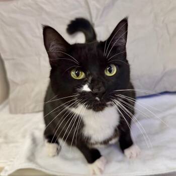Fiona -  Domestic Short Hair Cat for Adoption in New York, New York - Fiona | PetCurious