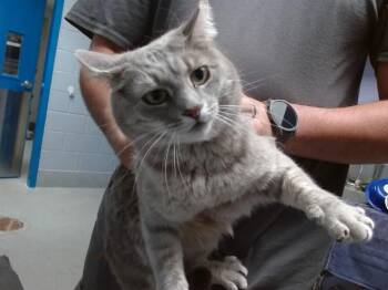 Domestic Long Hair Cats Available for Adoption in Albuquerque, New Mexico - CHANEL | PetCurious