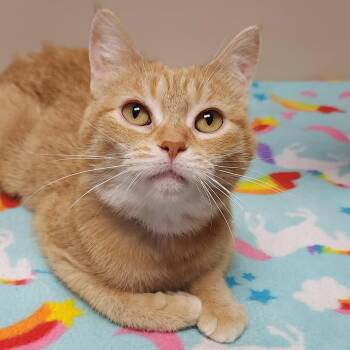 Joplin -  Tabby Cat for Adoption in Marshfield, Wisconsin - Joplin | PetCurious