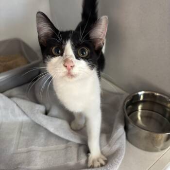 Kumquat -  Tuxedo and Domestic Short Hair Cat for Adoption in Columbia, South Carolina - Kumquat | PetCurious