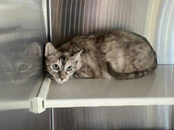 Domestic Short Hair Cats Available for Adoption in Tustin, California - MEI | PetCurious
