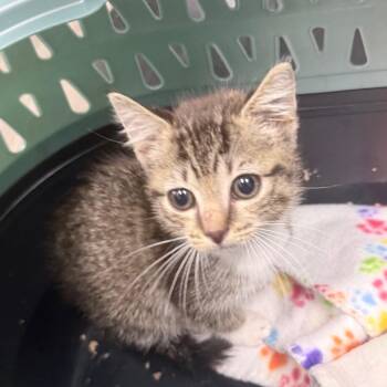 Pudding -  Domestic Short Hair Cat for Adoption in Jupiter, Florida - Pudding | PetCurious