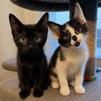 Domestic Short Hair Cats Available for Adoption in Pontiac, Michigan - Playdoh And Silly String | PetCurious