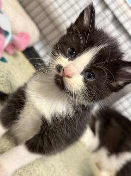 Bing (Available est 7/24/26) -  Domestic Short Hair Cat for Adoption in Williamsburg, Iowa - Bing (Available Est 7/24/26) | PetCurious