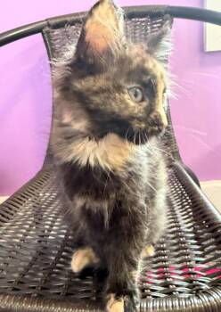 Domestic Medium Hair Cats Available for Adoption in South Bend, Indiana - Isabella Bird * IN FOSTER * | PetCurious