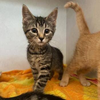 Lucy -  Domestic Short Hair Cat for Adoption in Dayton, Ohio - Lucy | PetCurious