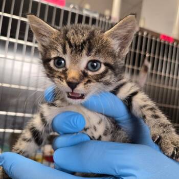 Sassie -  Domestic Short Hair Cat for Adoption in Newark, New Jersey - Sassie | PetCurious