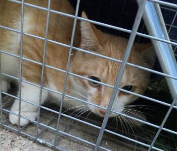 Biscuit -  Domestic Short Hair Cat for Adoption in Stratham, New Hampshire - Biscuit | PetCurious