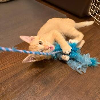 Curry -  Domestic Short Hair Cat for Adoption in Evanston, Illinois - Curry | PetCurious