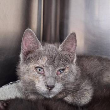 Sprinkles -  Domestic Short Hair Cat for Adoption in Attica, New York - Sprinkles | PetCurious