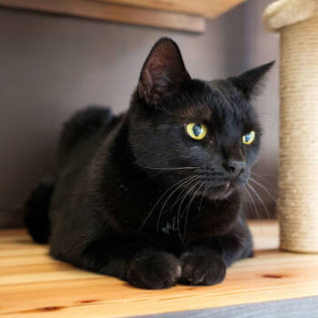 Rescue Domestic Short Hair Cats for Adoption in Atlanta, Georgia - Shadow | PetCurious