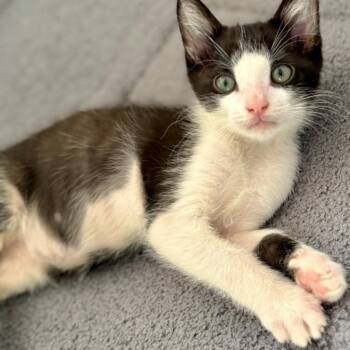 Rescue Domestic Short Hair Cats for Adoption in Huntsville, Alabama - Rome | PetCurious