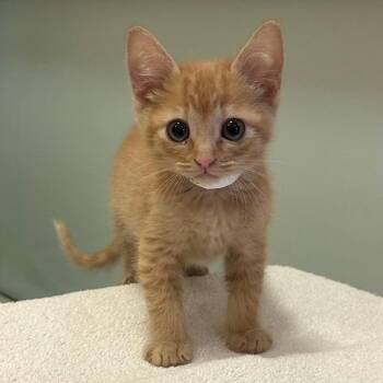 Domestic Short Hair Cats Available for Adoption in Walnut Creek, California - Goldfish | PetCurious