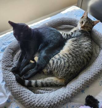 Carter & Tucker -  American Shorthair Cat for Adoption in Bonaire, Georgia - Carter & Tucker | PetCurious