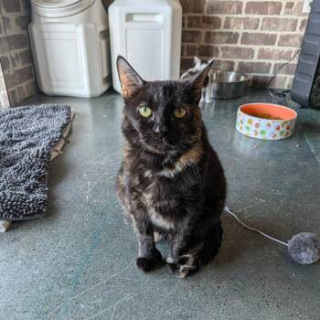 Mobil -  Domestic Short Hair Cat for Adoption in Chico, California - Mobil | PetCurious