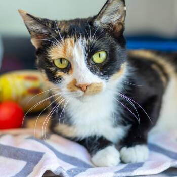 Katniss -  Domestic Short Hair Cat for Adoption - Katniss | PetCurious
