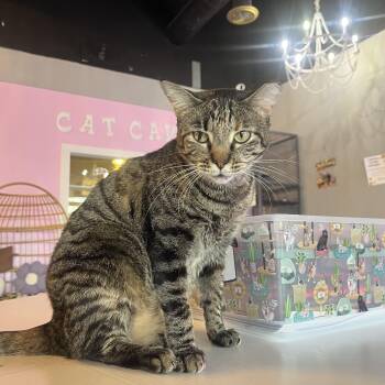 Willa -  Domestic Short Hair Cat for Adoption in Liverpool, Texas - Willa | PetCurious