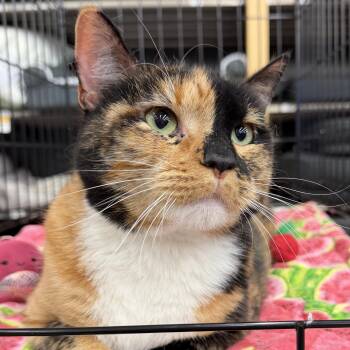 Calico and Domestic Short Hair Cats Available for Adoption in League City, Texas - Eevee - Beautiful Calico Sweetheart | PetCurious