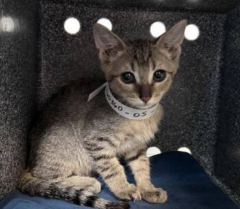 Andante -  Domestic Short Hair Cat for Adoption in New York, New York - Andante | PetCurious