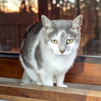 Dottie -  Domestic Short Hair Cat for Adoption in Chuckey, Tennessee - Dottie | PetCurious